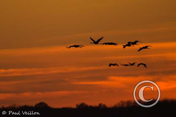 Grues cendrées