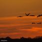 Voir l’image : Grues cendrées