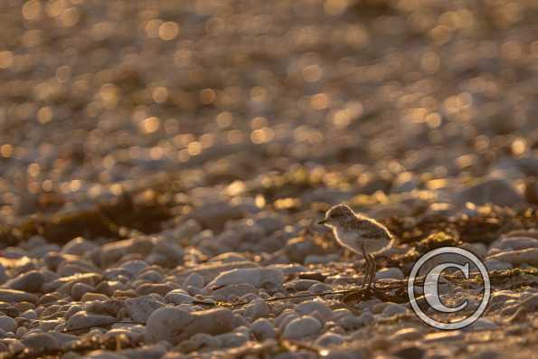 Gravelot à collier interrompu