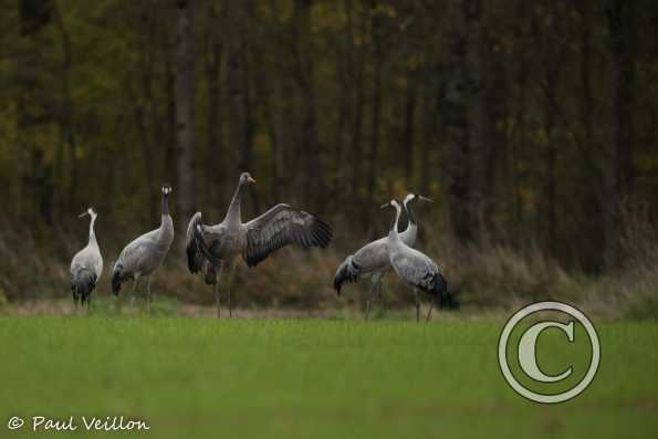 Grues cendrées