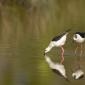 Voir l’image : Echasses blanches