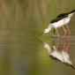 Voir l’image : Echasses blanches