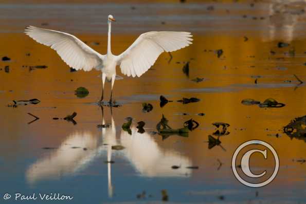 grande aigrette