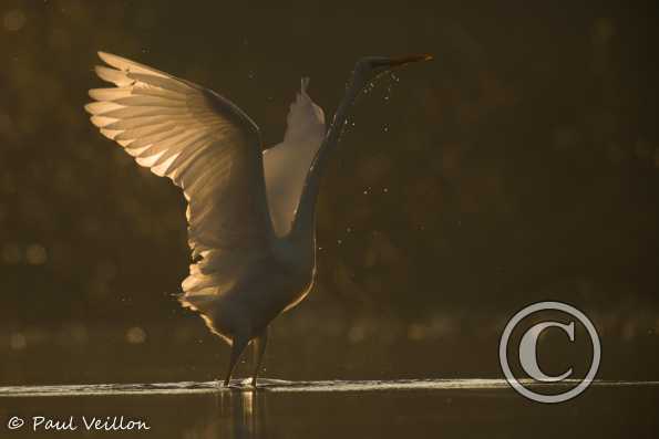 Grande aigrette