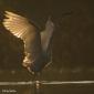 Voir l’image : Grande aigrette