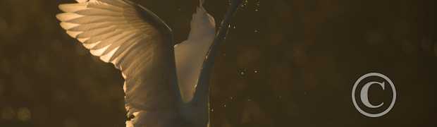 échassiers:
Grande aigrette