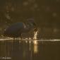 Voir l’image : Grande aigrette, prédation