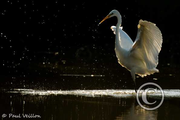 grande aigrette