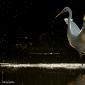 Voir l’image : grande aigrette