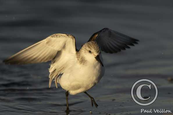 Bécasseau sanderling