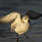 Voir l’image : Bécasseau sanderling