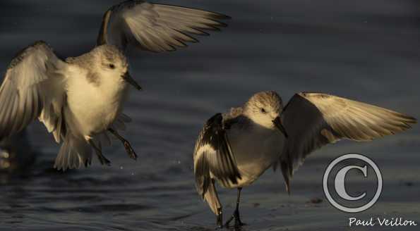 Bécasseaux sanderlings