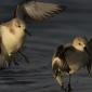 Voir l’image : Bécasseaux sanderlings