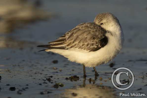 Bécasseau sanderling