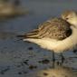 Voir l’image : Bécasseau sanderling