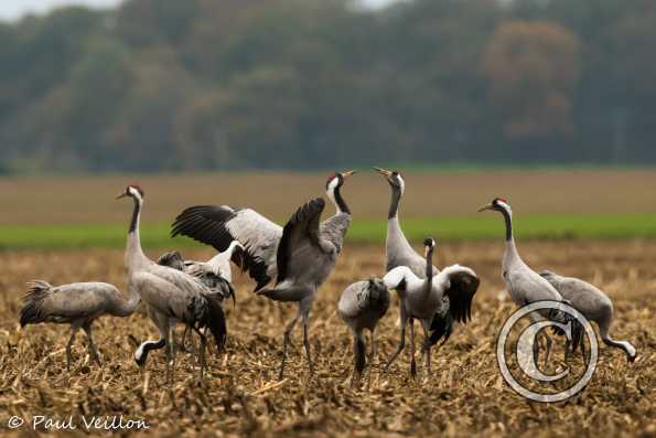 grues cendrées