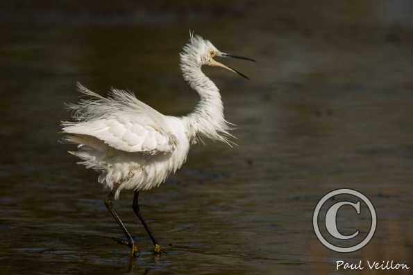 Aigrette garzette