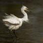 Voir l’image : Aigrette garzette