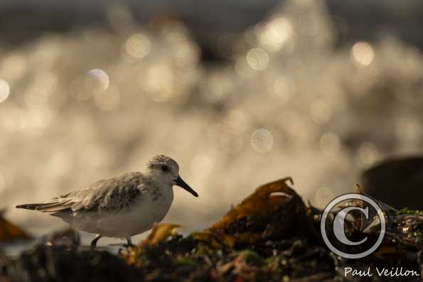 Bécasseau sanderling