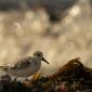 Voir l’image : Bécasseau sanderling