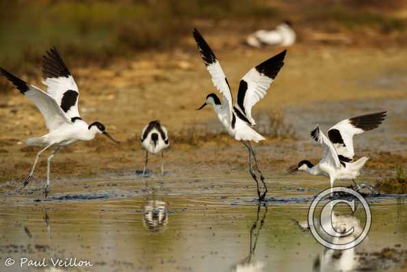 Avocettes élégantes