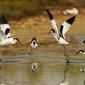 Voir l’image : Avocettes élégantes