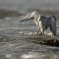 Voir l’image : Bécasseau sanderling