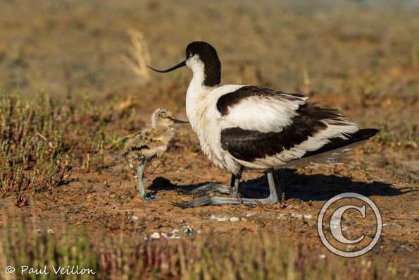 Avocettes élégantes