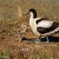 Voir l’image : Avocettes élégantes