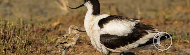 échassiers:
Avocettes élégantes