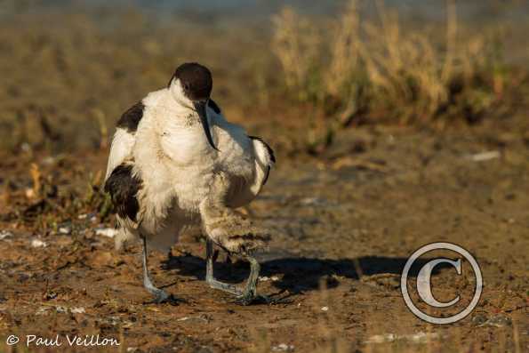 Avocettes élégantes