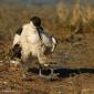 Voir l’image : Avocettes élégantes