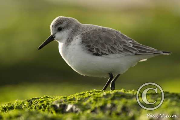 Bécasseau sanderling