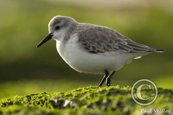 Bécasseau sanderling