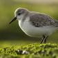 Voir l’image : Bécasseau sanderling