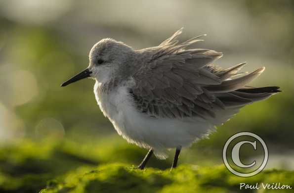 Bécasseau sanderling