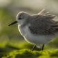 Voir l’image : Bécasseau sanderling