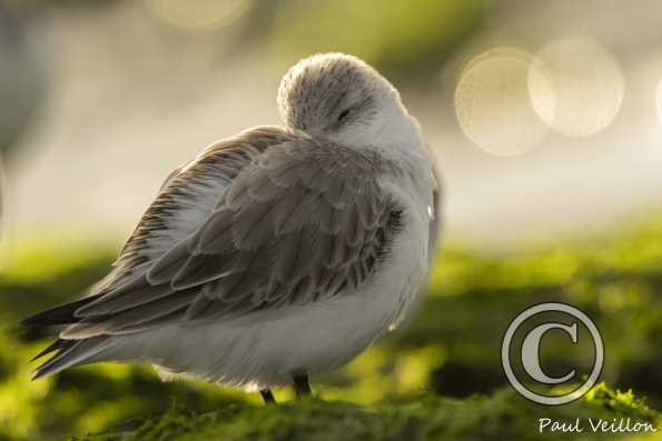 Bécasseau sanderling