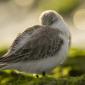 Voir l’image : Bécasseau sanderling