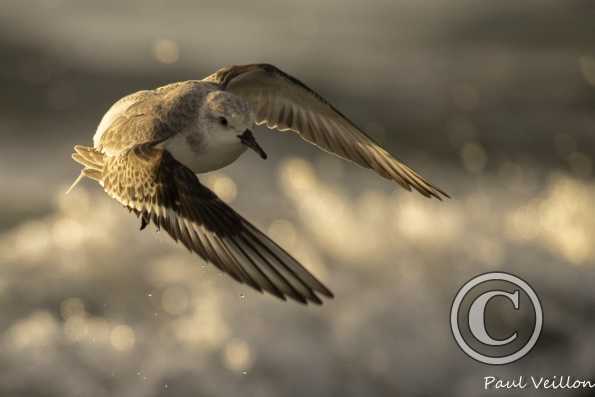 Bécasseau sanderling