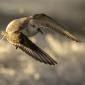 Voir l’image : Bécasseau sanderling