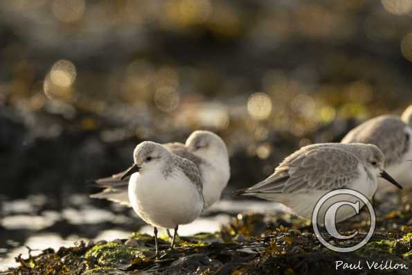 Bécasseaux sanderlings