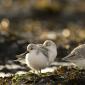 Voir l’image : Bécasseaux sanderlings