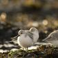 Voir l’image : Bécasseaux sanderlings