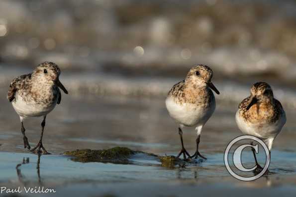 Bécasseaux sanderlings