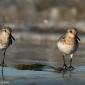 Voir l’image : Bécasseaux sanderlings