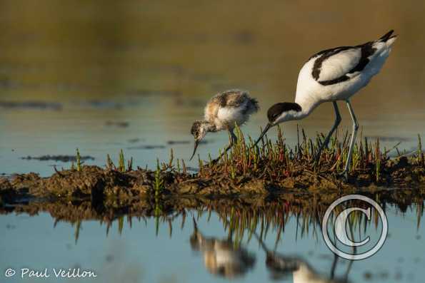 Avocettes élégantes