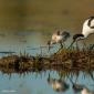 Voir l’image : Avocettes élégantes