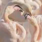 Voir l’image : Flamants roses