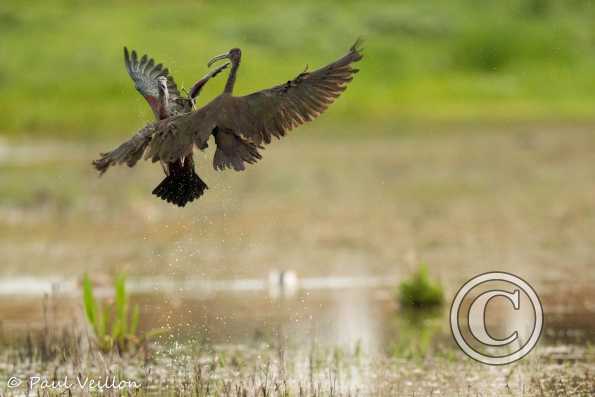 ibis falcinels